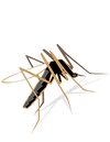 5 consigli per le punture di zanzare