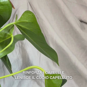 Primo piano di una mano che preme l’erogatore per ottenere una porzione cremosa e traslucida di Hemp Shampoo nel palmo, quindi la massaggia sui capelli bagnati per creare una schiuma delicata e idratante che nutre, idrata e lenisce il cuoio capelluto.
